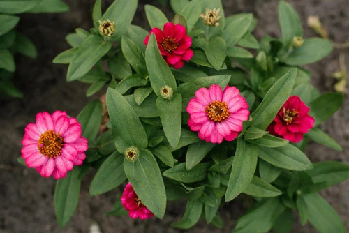 Zinnias