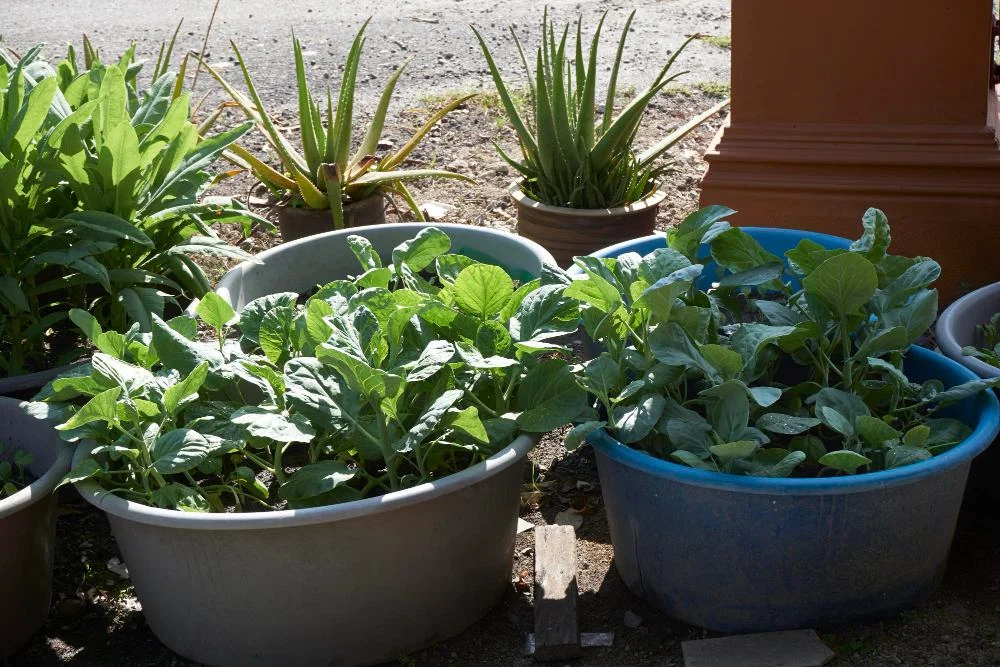 Container gardening