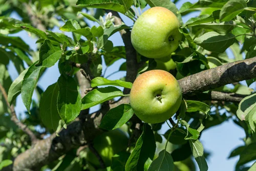 Apples fruits that grow in summer