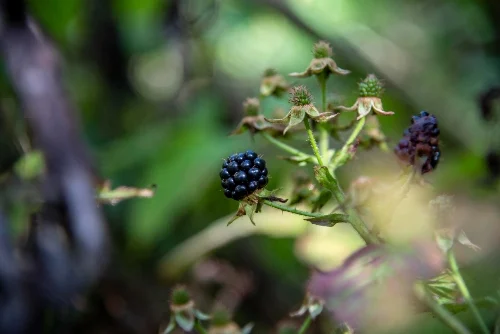 Blackberries fruits that grow in summer