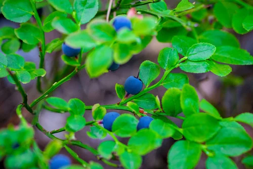 Blueberries fruits that grow in summer