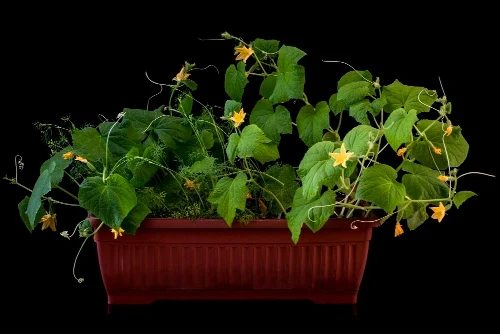 Apartment balcony garden