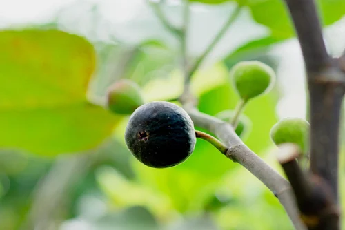 Figs fruits that grow in summer