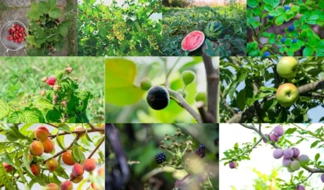 Fruits that grow in summer