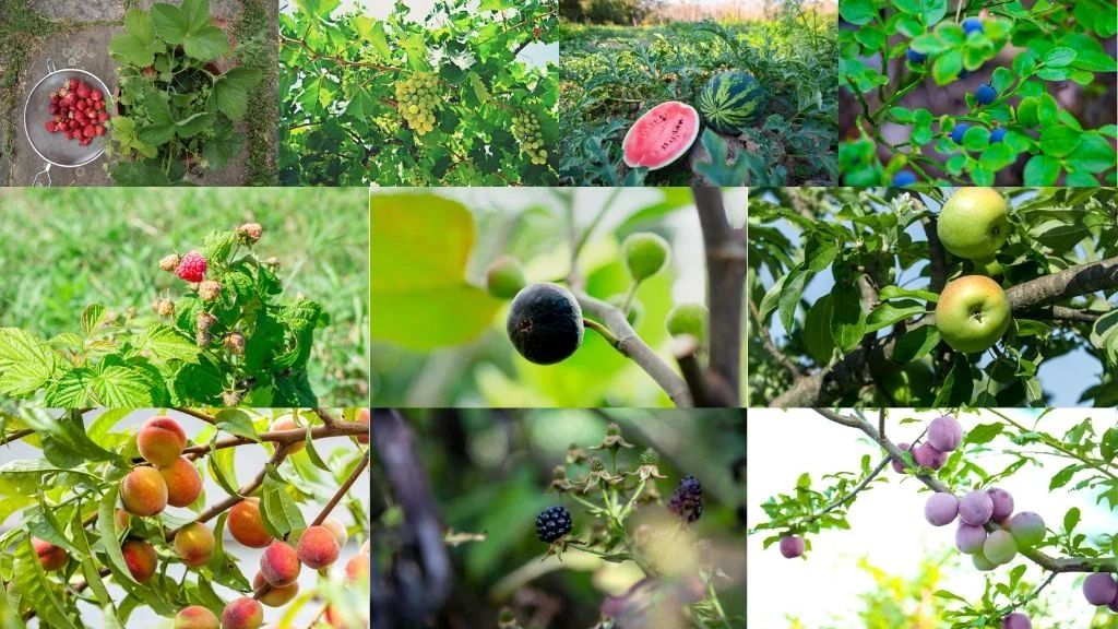 Fruits That Grow In Summer