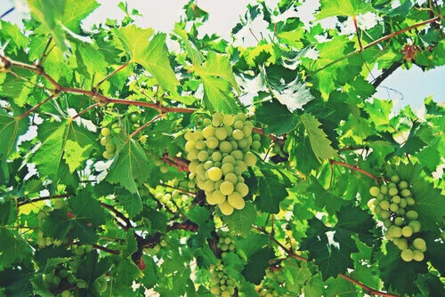 Grapes fruits that grow in summer