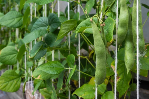 Apartment balcony garden