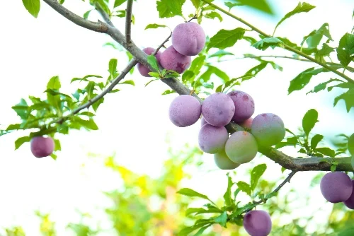 Plums fruits that grow in summer