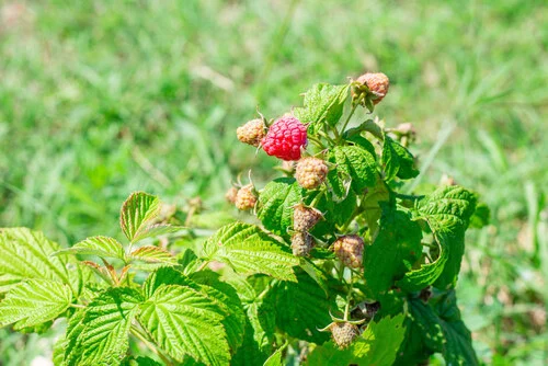 Raspberries fruits that grow in summer