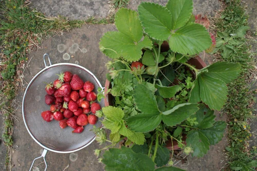 Strawberries fruits that grow in summer