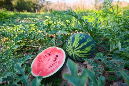 Watermelons fruits that grow in summer